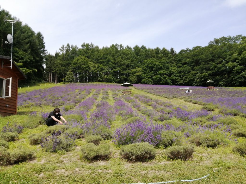 北海道産　紫陽花ドライフラワー　80サイズ詰め放題